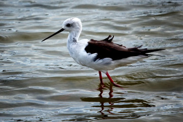 Black Wing Stilt