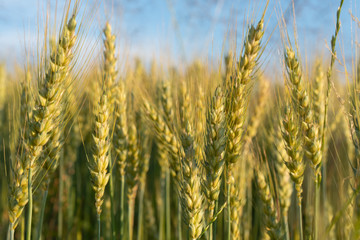 Wheat closeup 