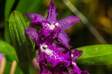 Orquideas
