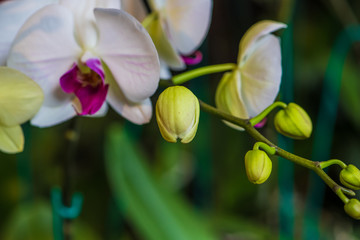 Orquideas