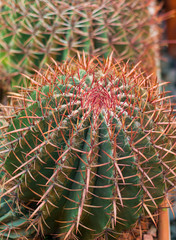 Naklejka na ściany i meble Indoor cactus Ferocactus peninsulae coloratus in pot