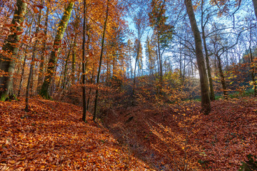 German forest with much fallen leaves in late fall