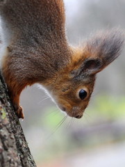 Naklejka na ściany i meble Curious red squirrel peeking behind the tree trunk