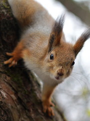 Curious red squirrel peeking behind the tree trunk
