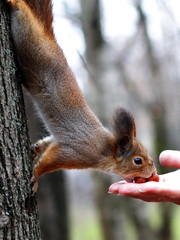 Curious red squirrel peeking behind the tree trunk