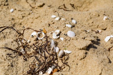 Small shells lying on sandy sea shore
