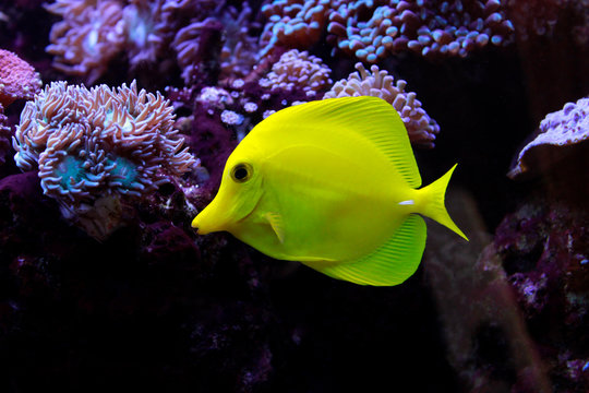 Zebrasoma the Hawaiian Yellow tang fish 
