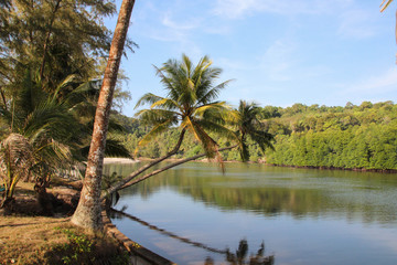 Palm trees and a tropical deserted beach