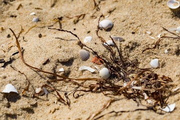 Small shells lying on sandy sea shore
