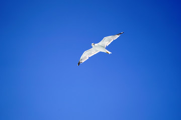 Fototapeta premium Portrait Of Flying Seagull