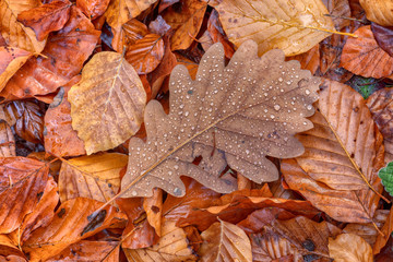 Brown leaves with some drops of water top down view
