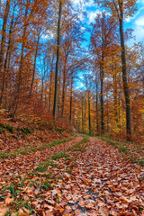 Forest path in late fall with vibrant colors