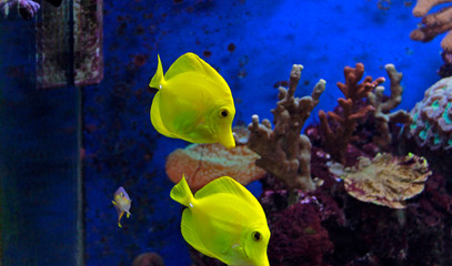 Zebrasoma the Hawaiian Yellow tang fish 