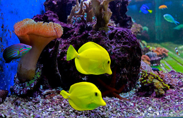 Fototapeta na wymiar Zebrasoma the Hawaiian Yellow tang fish 