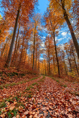 Forest path in late fall with vibrant colors