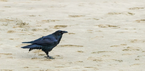 raven on the sand