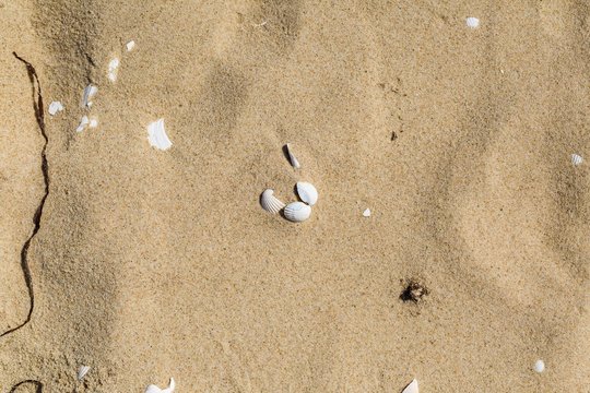 Small shells lying on sandy sea shore