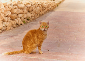 Rote Katze mit gr&uuml;nen Augen und markanter Zeichnung
