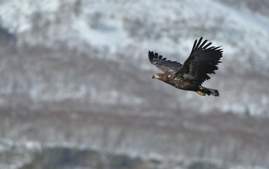 Juvenile White tailed eagle in flight. Snow-covered mountain on the background. Winter season. Scientific name: Haliaeetus albicilla, also known as the ern, erne, gray eagle, white-tailed sea eagle.