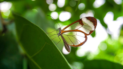 Transparent butterfly on a leaf