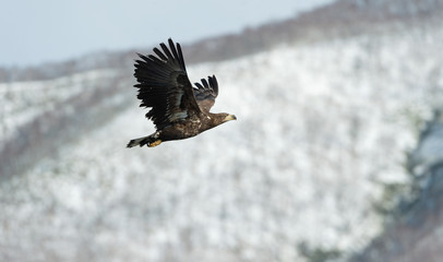 Juvenile White tailed eagle in flight. Snow-covered mountain on the background. Winter season....