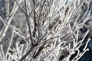 朝日に輝く霧氷
