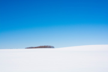 雪原とカラマツ林と青空