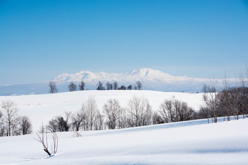 Fototapeta premium 雪山と青空 大雪山