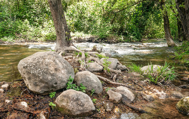 River in a forest surrounded by trees