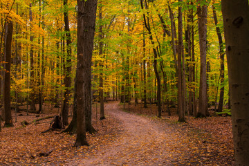 Obraz premium Fall Colored Path