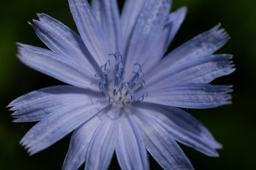 Nahaufnahme einer Kornblume Blüte in lila und Blau