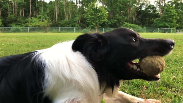 Close up of a Border Collie dog laying down and panting with a tennis ball in his mouth