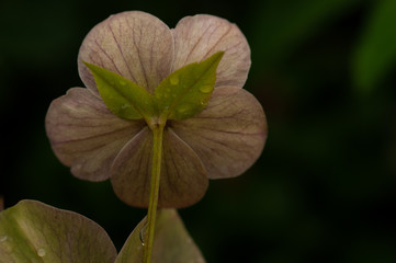 Christrose Pfingstrose Blüte mit Tautropfen