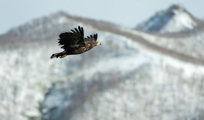 Juvenile White tailed eagle in flight. Snow-covered mountain on the background. Winter season. Scientific name: Haliaeetus albicilla, also known as the ern, erne, gray eagle, white-tailed sea eagle.