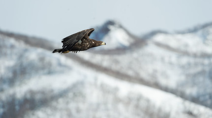 Juvenile White tailed eagle in flight. Snow-covered mountain on the background. Winter season. Scientific name: Haliaeetus albicilla, also known as the ern, erne, gray eagle, white-tailed sea eagle.