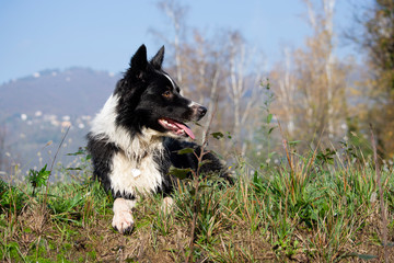 A Tender Puppy of border collies relaxes in a country meadow on a beautiful sunny day