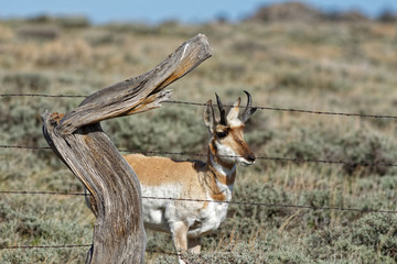 Pronghorn Buck