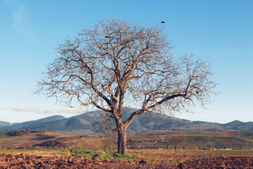 Baum Natur