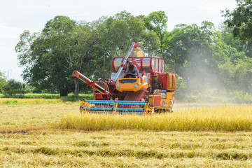 Fototapeta premium Combine harvester Working on rice field. Harvesting is the process of gathering a ripe crop