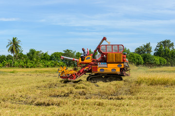 Combine harvester Working on rice field. Harvesting is the process of gathering a ripe crop