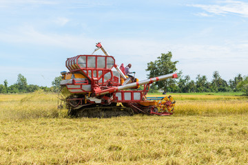 Fototapeta na wymiar Combine harvester Working on rice field. Harvesting is the process of gathering a ripe crop