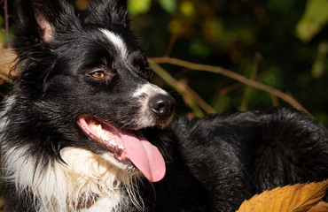 Border collie puppy relaxes among the autumn leaves of the forest on a beautiful sunny day.