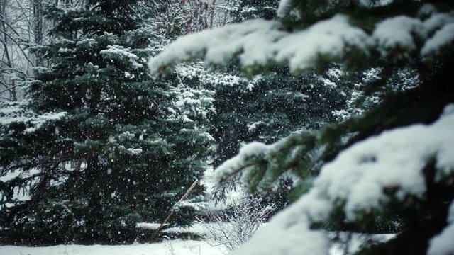 snow falling at the fir trees branches