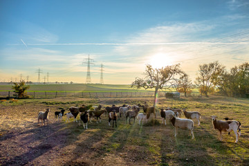 Schafe auf der Weide