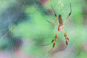 Goldene Seidenspinne in ihrem Netz