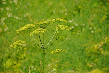 Colorful fresh green yarrow plant in a green background