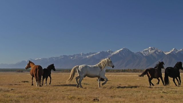 Walking and running horse. Horses moves slowly against the background of the grazing herd. Herd of horses running on the steppes in background snow-capped mountain. Slow Motion at rate of 180 fps.