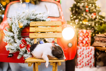 Christmas symbol of 2019. New Year symbol 2019. Pig on a chair in the Christmas decorations.