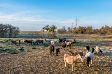 Schafe auf der Weide