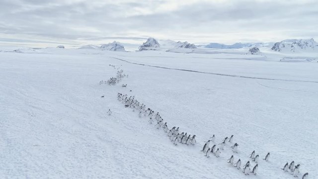 Migration Of Penguins Colony. Antarctica Aerial Flight Over Snow Covered Land. White Winter Landscape. Instincts Of Wild Animals Gentoo Penguins In Harsh Climate. Polar Background. 4k Footage.